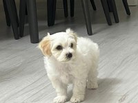 MALTİPOO 62 GÜNLÜK ERKEK