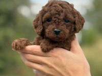 a kalite sağlık garantili poodle yavrularımız