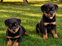 Rottweiler Yavrular