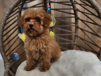 Aşılı Pasaportlu Toy Poodle Yavrularımız