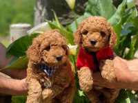 ÇİFTLİĞİMİZDEN TOY POODLE BEBEKLERİ