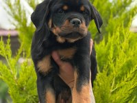 Şecereli Muhteşem Erkek Rottweiler Yavrular