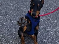 Sağlık Ve Irk Garantili Doberman Köpekler