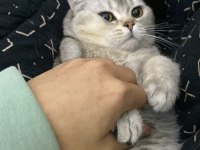 Kedim Duman için yuva arıyorum