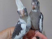 YAVRU WF WHİTE BEBEK PAPAĞANLAR A KALİTE SULTANLAR