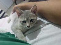 Çok tatlı safkan özel renkli british shorthair