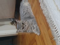 Yavru british shorthair kedimiz