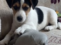 Yavru jack russell