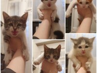 Van kedisi kırması gözleri yeşil mavi anne ve yavrular
