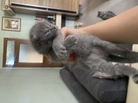 British shorthair 3 haftalık