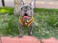 Damızlık yetişkin dişi french bulldog