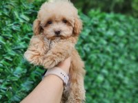 Ruhsatlı Köpek Çiftliğinden Maltipoo Yavrularımız