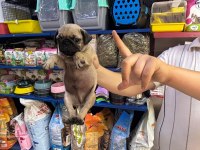 Pug yavrum sağlık ve ırk garantilidir