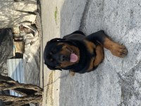 Çipli kimlikli rottweiler