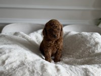 Kore kanı toy Poodle yavrular