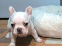 A Kalite Egzotik French Bulldog Yavrular