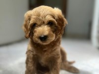 Kahve Ton Uyguna Maltipoo Yavrumuz Mağazamızdan Teslim