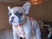 RENK RENK FRENCH BULLDOG BEBEKLER