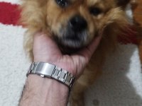 Shiba inu mix breeds köpeğimiz