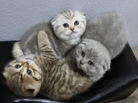 Ev ortamından British ve Scottish Fold Yavrular
