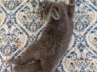 10 aylık erkek scottish fold
