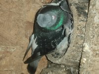 10 senelik eski soy mardin güvercin