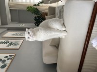 Ücretsiz Sahiplendirme Scottish Fold Kedisi