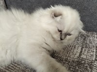 1 adet scottish fold dişi miya