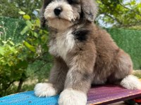 Türkiyenin tek doodle çiftliğinin eşsiz bebekleri