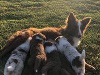 Border collie yavru köpekler