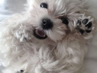 Maltese babby