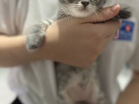 British Shorthair Prenseslerime Yuva Arıyorum