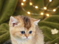 British shorthair golden yavrular