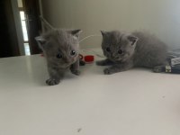 Scottish Fold Longhair