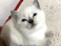 British Shorthair Blue Point Yavru
