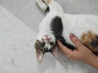 5 aylık dişi calico cinsi kedimiz İç dış paraziti yapıldı