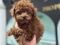 Petmode  köpek çiftliğinde ziyarete açık toy poodle