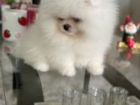 Teacup ayıcık pomeranian