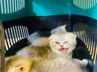 Scottish Fold Kırık Kulak