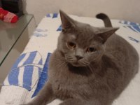 British Shorthair
