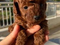 Toy Poodle Dişi Köpeği