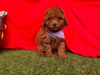Safkan Toy Poodle Yavrularımız