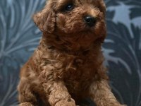 Red toy poodle