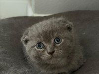 Minik scottish fold yavrularımıza yuva arıyoruz
