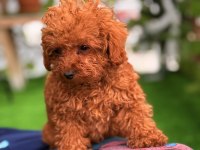 Toy Poodle Erkek Ve Dişi