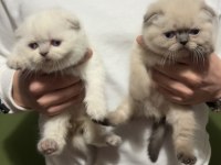 Scottish Fold Blue Point Üst Kalite Kardeşler
