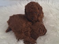 MİNNOŞ POODLE KIZLARIMIZ