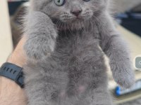 Scottish Fold Kedimiz İçin Ulaşın