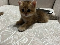 Golden yavrular british shorthair