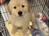 Golden Retriever Yavru Köpekler